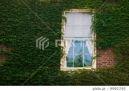 Ivy on wall with window  9992292