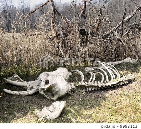 Elephant Skeleton Elephant Skeleton 9993113