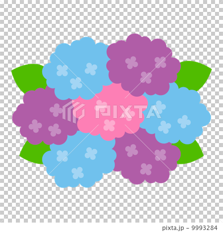 hydrangea hydrangea 9993284