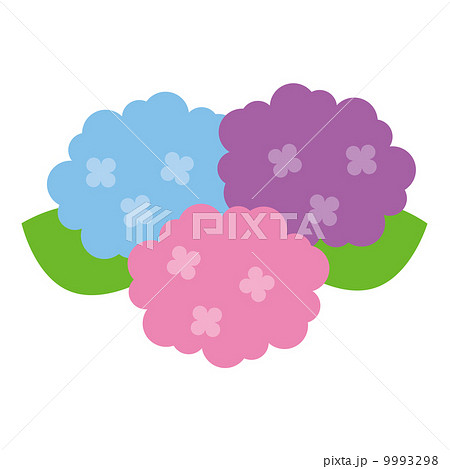 紫陽花 紫陽花 9993298