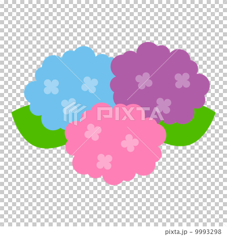 hydrangea hydrangea 9993298