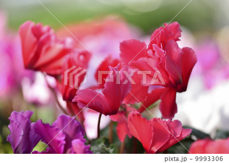 シクラメン 9993306