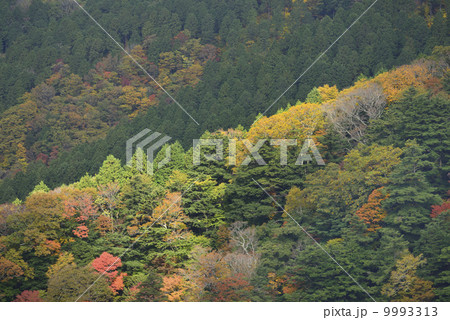石鎚スカイラインからの紅葉 石鎚スカイラインからの紅葉 9993313