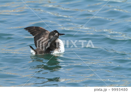生き物　鳥類　羽を広げたケイマフリ（冬羽）、水面に赤い足が見える② 9993480