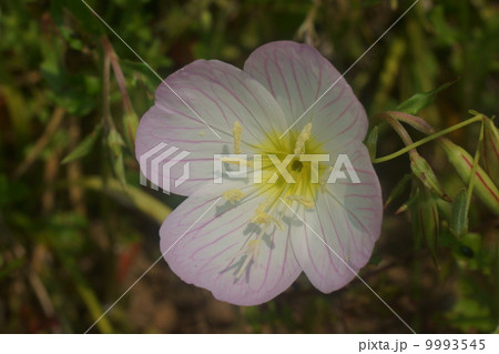 モモイロヒルザキツキミソウ モモイロヒルザキツキミソウ 9993545