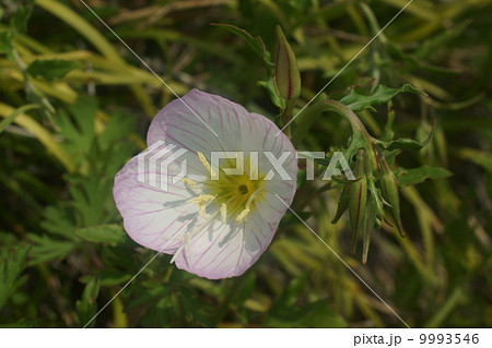 モモイロヒルザキツキミソウ 9993546
