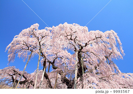 三春の滝桜 三春の滝桜 9993567