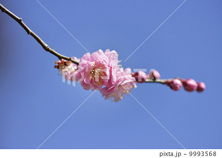 梅の花 9993568