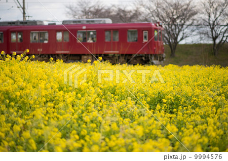 菜の花鉄道 9994576