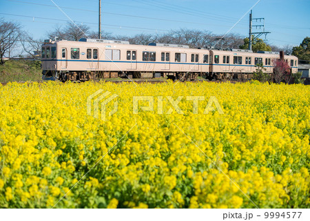 菜の花鉄道 9994577