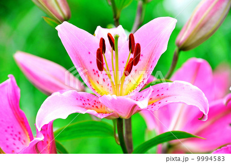 高原の百合 9994583