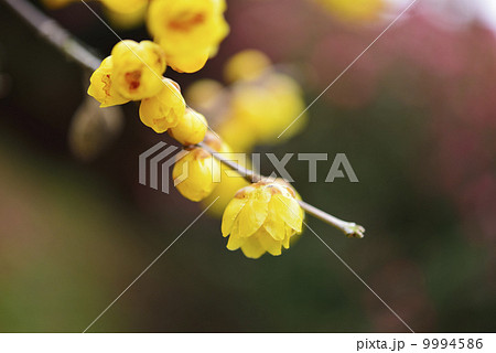 蝋梅 蝋梅 9994586