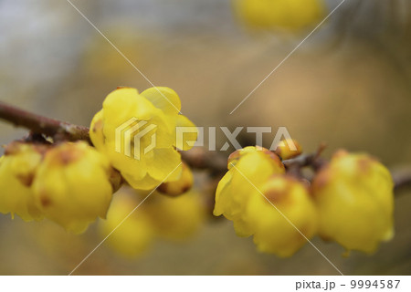 蝋梅 蝋梅 9994587