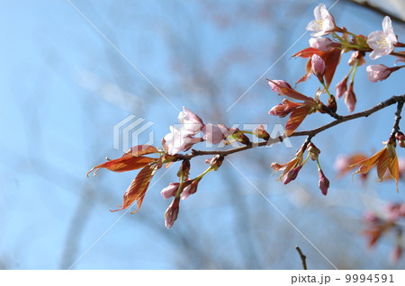 山桜 9994591