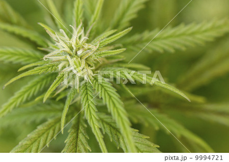Closeup of Marijuana plant 9994721