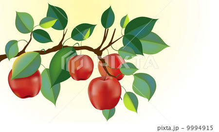 beautiful red apple branch 9994915