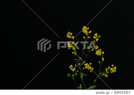 菜の花 菜の花 9995007