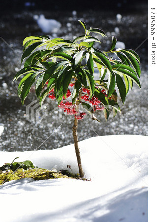 マンリョウ マンリョウ 9995073