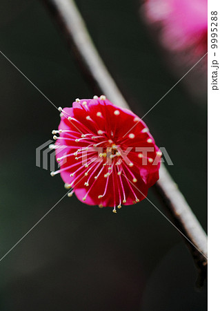 紅梅 紅梅 9995288