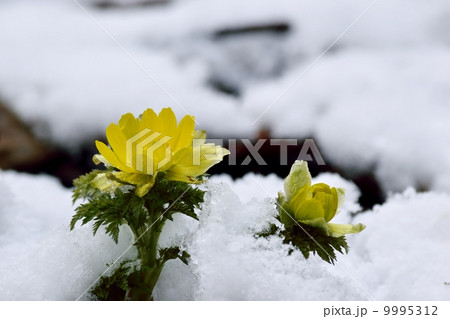早春の雪とフクジュソウ 早春の雪とフクジュソウ 9995312