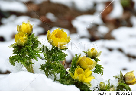 早春の雪とフクジュソウ 早春の雪とフクジュソウ 9995313