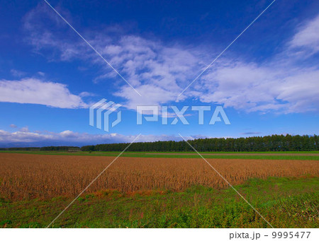 気持ちの良い農場風景 気持ちの良い農場風景 9995477