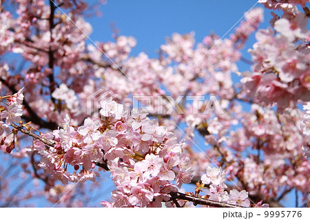 桜 9995776