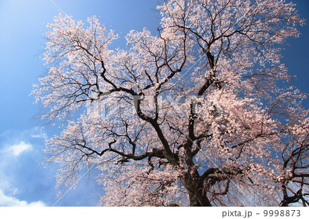 麻績の里　石塚桜 9998873