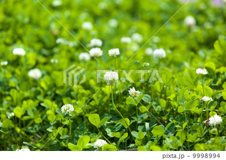 シロツメクサ シロツメクサ 9998994