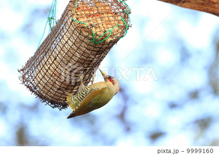 アオゲラ アオゲラ 9999160