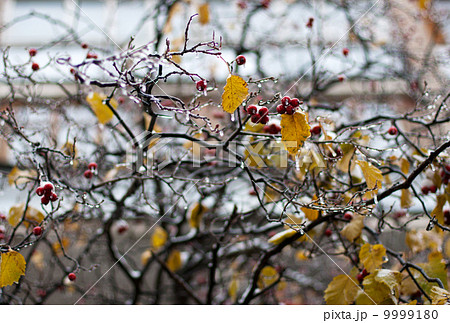 Red haw berries encased in coating of ice 9999180