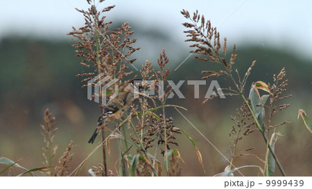 生き物　鳥類　雨の圃場とコイカルのオス 9999439