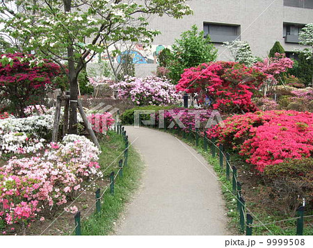 ツツジが咲く春の平成つつじ公園の写真素材 ツツジが咲く春の平成つつじ公園の写真素材