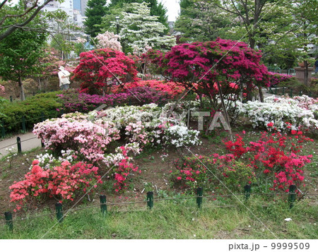 ツツジが咲く春の平成つつじ公園 ツツジが咲く春の平成つつじ公園 9999509