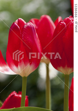 赤いチューリップ 赤いチューリップ 9999655
