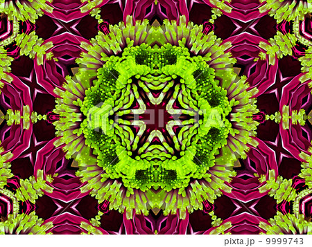 Chrysanthemum natural pattern Chrysanthemum natural pattern 9999743