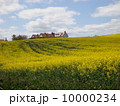 イギリスの菜の花畑 10000234