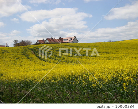 イギリスの菜の花畑 10000234