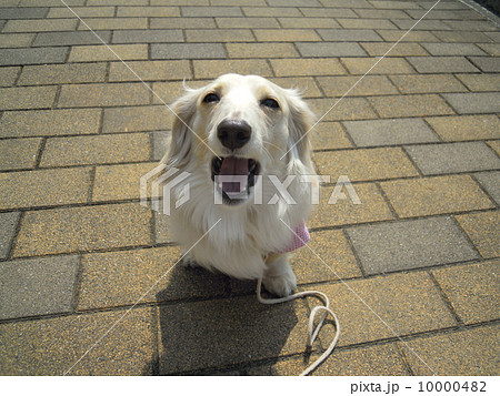 あくびするダックスフンド 10000482