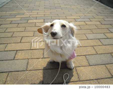 ダックスフンド 10000483