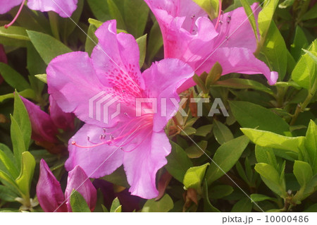 ツツジ 10000486