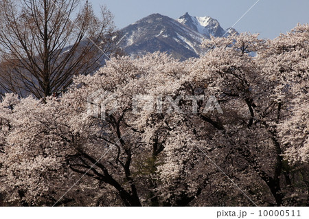 桜並木と八ヶ岳 10000511