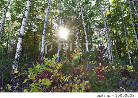 meadow in the autumn birch forest meadow in the autumn birch forest 10000608