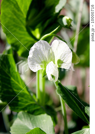 えんどう豆の花 10000716