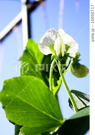 えんどう豆の花 10000717