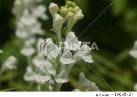 タツナミソウ 10000727