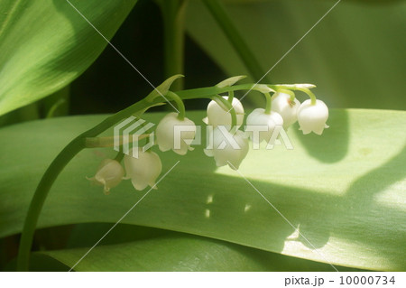 スズラン 10000734