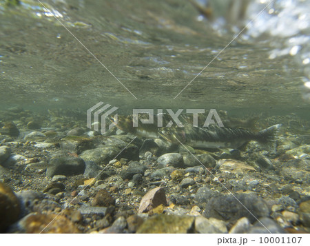 カラフトマス 10001107