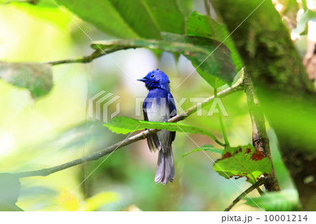 クロエリヒタキ クロエリヒタキ 10001214