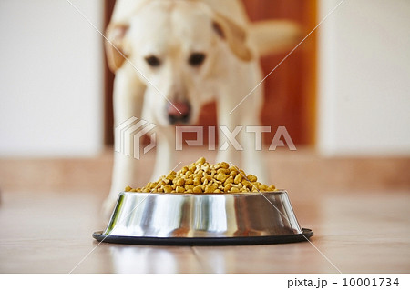 Hungry dog 10001734